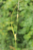 Carex hirta