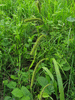 Carex pendula