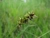 Carex spicata