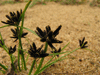 Cyperus fuscus