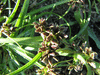 Cyperus fuscus