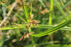 Cyperus longus