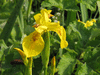 Iris pseudacorus