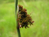 Juncus conglomeratus