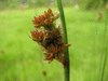 Juncus conglomeratus