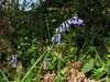 Hyacinthoides non-scripta