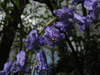 Hyacinthoides non-scripta