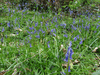 Hyacinthoides non-scripta