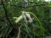 Hyacinthoides non-scripta