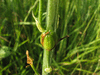 Loncomelos pyrenaicus