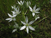 Ornithogalum umbellatum