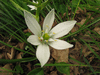 Ornithogalum umbellatum