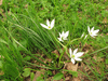 Ornithogalum umbellatum