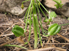 Ornithogalum umbellatum