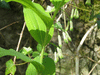 Polygonatum multiflorum