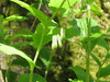 Polygonatum multiflorum