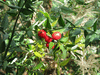 Ruscus aculeatus