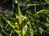 Ruscus aculeatus