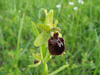 Ophrys aranifera