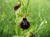 Ophrys aranifera