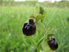 Ophrys aranifera