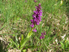 Orchis mascula