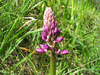 Orchis mascula