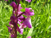 Orchis mascula