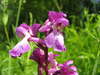 Orchis mascula