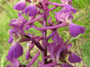 Orchis mascula