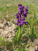 Anacamptis morio