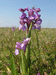 Anacamptis morio