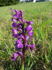 Anacamptis morio