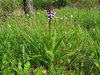 Orchis purpurea