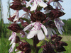 Orchis purpurea