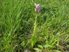 Orchis simia