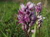 Orchis simia