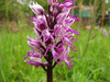 Orchis simia