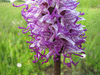 Orchis simia