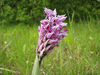 Orchis simia