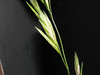 Bromus catharticus