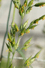 Bromus hordeaceus