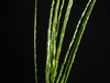 Digitaria sanguinalis