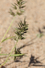 Eragrostis cilianensis