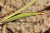 Eragrostis cilianensis