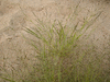 Eragrostis pectinacea