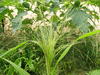 Panicum capillare