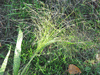 Panicum capillare