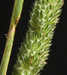 Phleum pratense