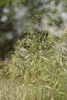 Poa pratensis